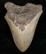 Bargain Megalodon Tooth - North Carolina #13617-1